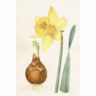 Vintage Post card Daffodil